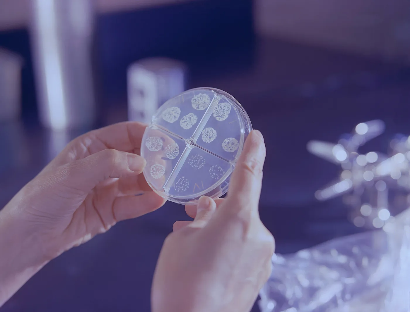 A researcher holding a culture plate in a laboratory